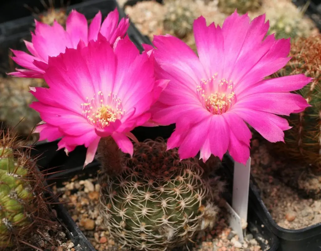 nopal cactus svorio metimo apžvalga numesti svorio erie pa