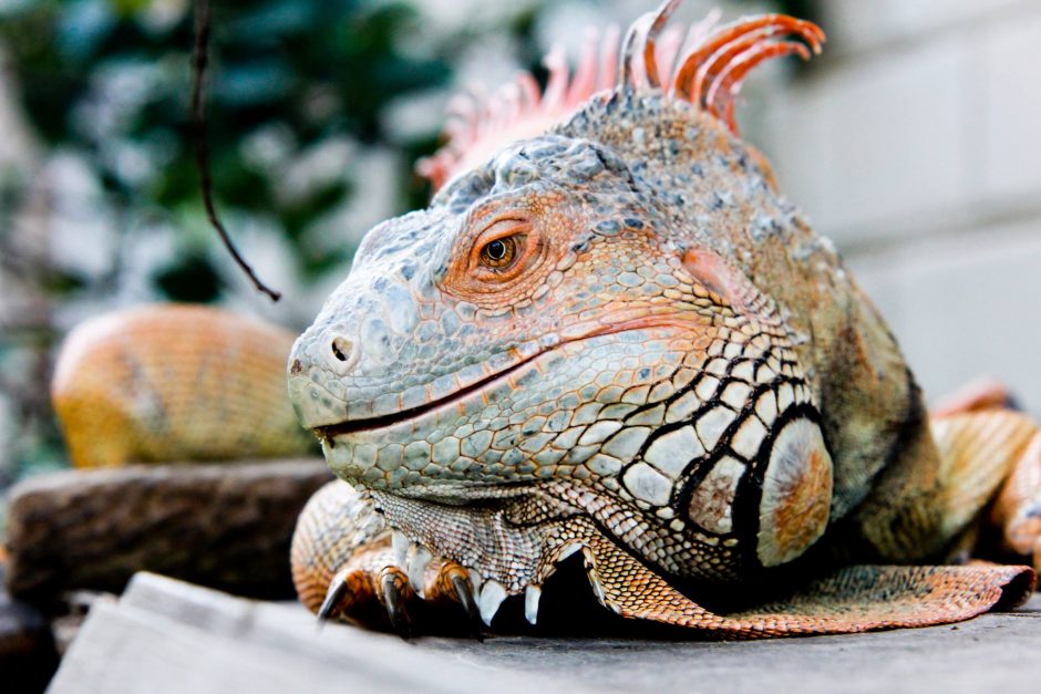 iguana mesti svorį svorio metimas logan utah