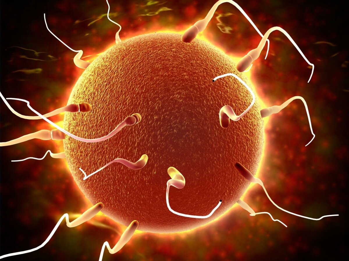 spermatozoidai sukelia svorio kritimą kaip deginti riebalus nuo vyrų krūtinės