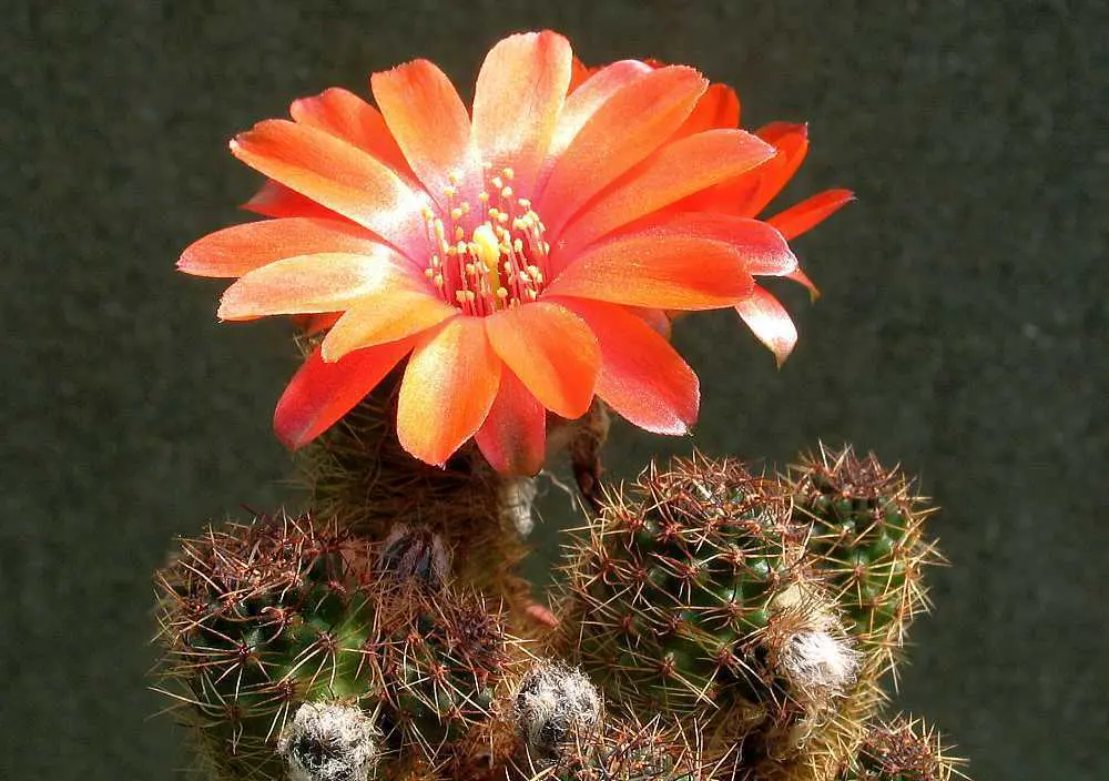 nopal cactus svorio metimo apžvalga prarasti riebalų centimetrai