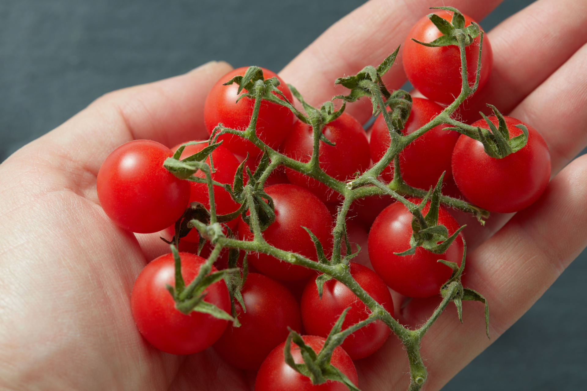vyšniniai pomidorai numesti svorio